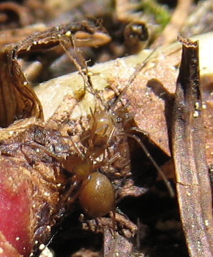 Ragnetto semitrasparente sotto un sasso